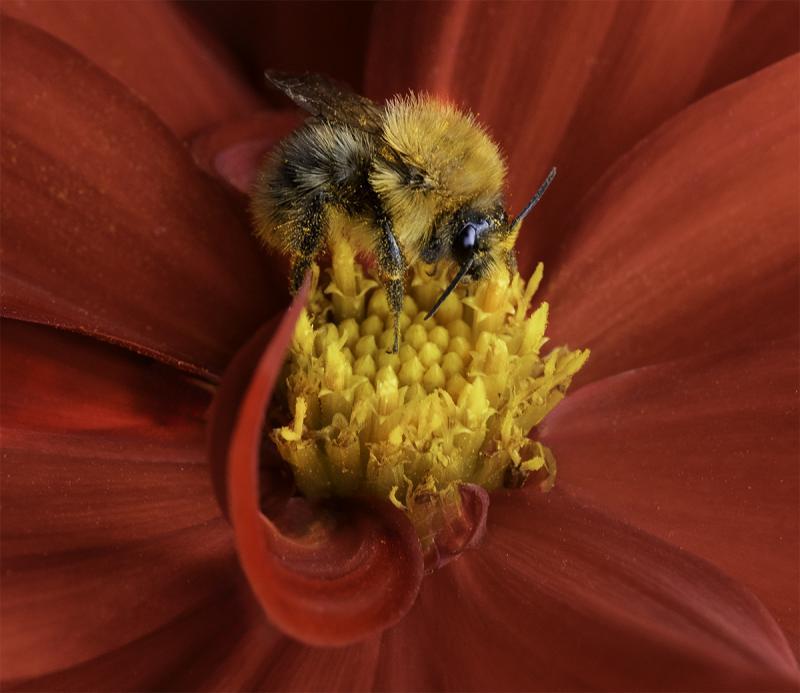 Results Round 2 Open Images Stevenage Photographic Society